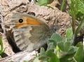 Coenonympha pamphilus